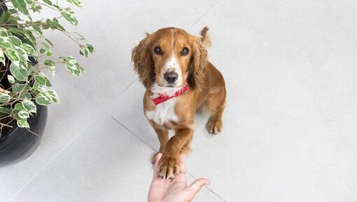 Bruine Spaniël met een rode halsband geeft poot aan de eigenaar.