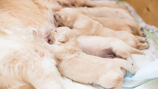 Golden Labrador pups zuigen.