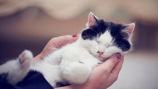 Chat noir et blanc endormi dans les mains des propriétaires