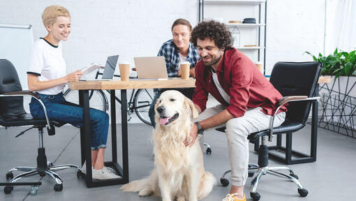 Employés de bureau câlins Golden Retriever