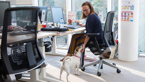 Vrouw aan het bureau die de kin van Jack Russell streelt