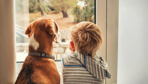 Kind kijkt uit een raam met hond