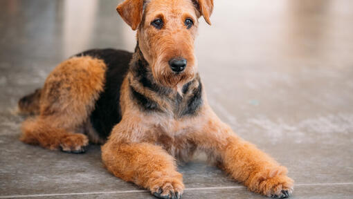 Airedale-terriër die op de vloer ligt.