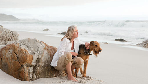 Airedale Terrier op het strand met persoon.