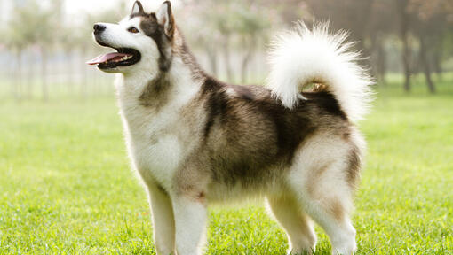 Alaskan malamute opzoeken.