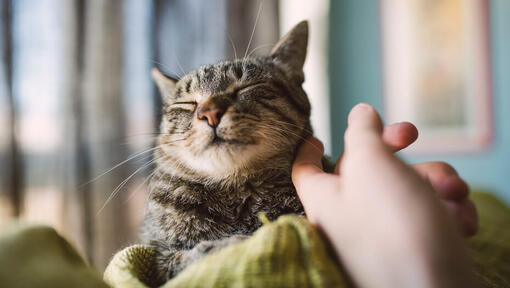 Caresser la joue du chat avec le doigt