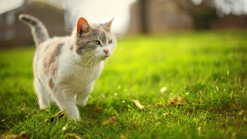 Chat marchant dehors