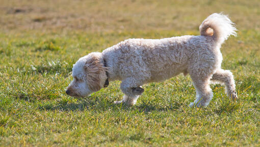 Petit chien reniflant l'herbe