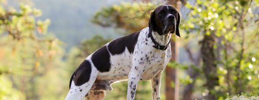 Chien de chasse pointant et reniflant l'air