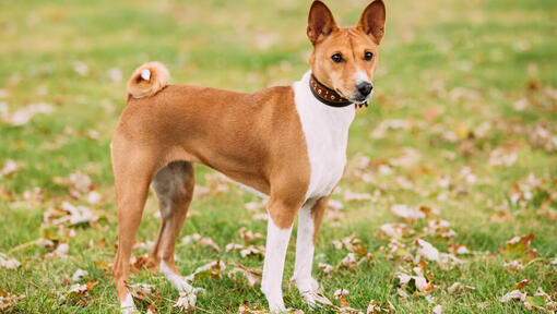 Brown basenji debout sur l'herbe.