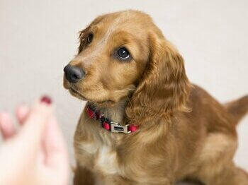 Puppy training met eigenaar