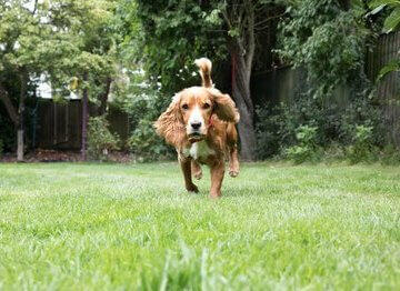 Hond spelen in de tuin