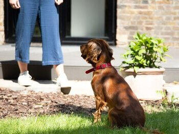 Hond zit aan de voeten van de eigenaar