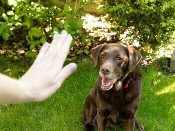 Hond leert blijven