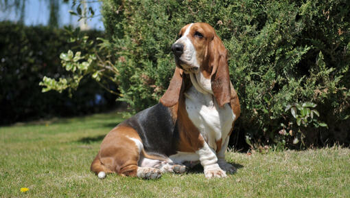 Tricolor basset hound zittend op het gras.