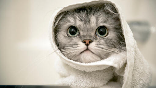 Grijze kitten gewikkeld in een handdoek.