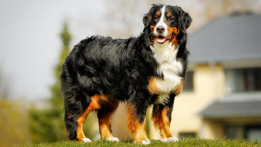 Berner Sennenhond