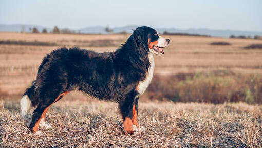 Berner Sennenhond