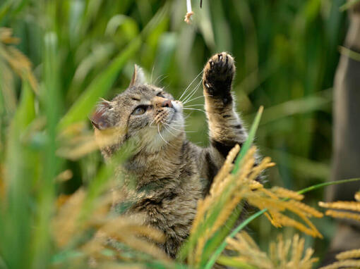 gestreepte kat