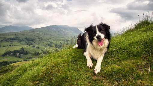 Bordercollie