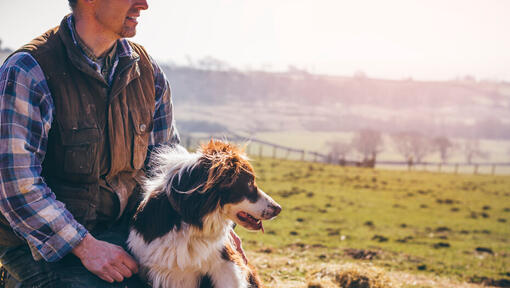 Bordercollie