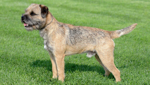 Border terrier debout droit sur la pelouse