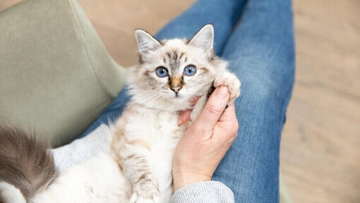  Licht behaard kitten met blauwe ogen op schoot van de eigenaar.