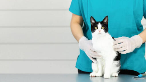 Zwart-witte kat zittend op een veterinaire tafel.