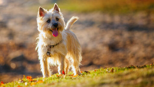 Cairn terrier debout sur la colline