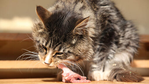 Chat mangeant de la viande crue