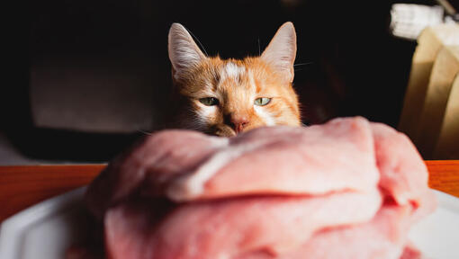Kat staren naar rauw vlees