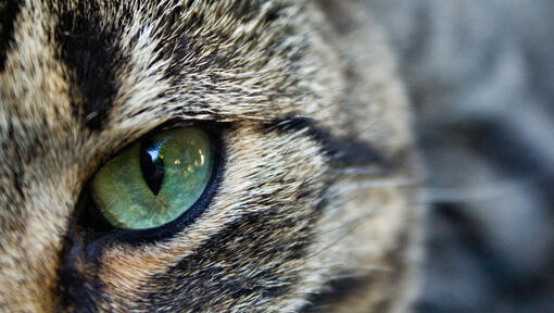 Gros plan sur l'oeil vert d'un chat