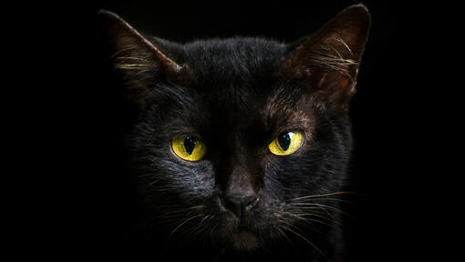Gros plan d'un chat noir aux yeux jaunes