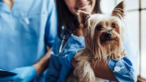 Petit chien à poil long avec vétérinaire