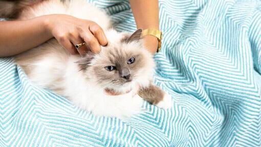 Chat blanc caressé par le propriétaire