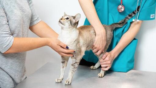 Chat examiné chez le vétérinaire
