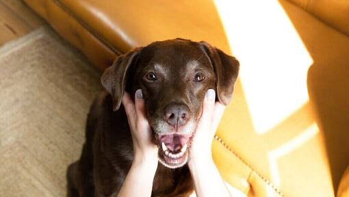 Labrador chocolat avec le propriétaire huurder la bouche ouverte