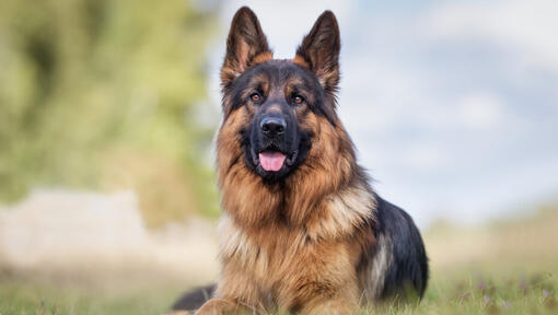 Berger allemand avec de grandes oreilles regardant la caméra.