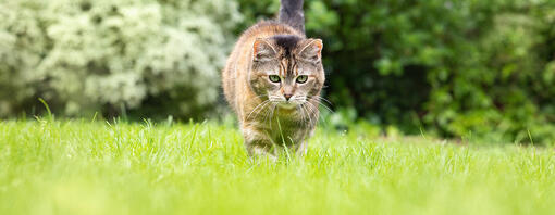 Chat assis dans l'herbe