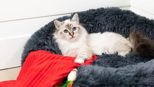 Chat aux yeux bleus allongé dans un lit de chat