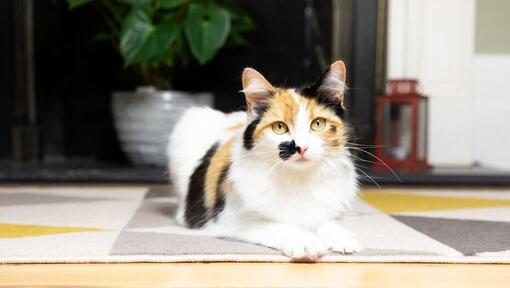 kat liggend op een tapijt