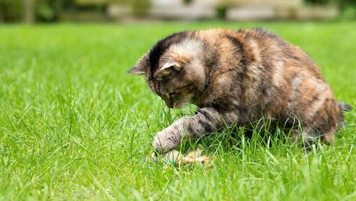 Chat à fourrure sombre jouant avec un jouet dans le jardin