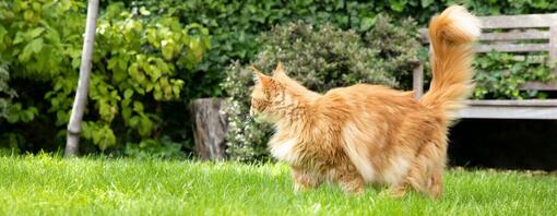 Chat roux moelleux dans le jardin