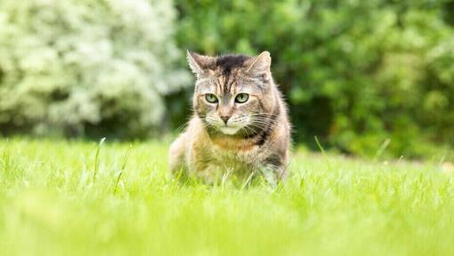 Kat in het gras.