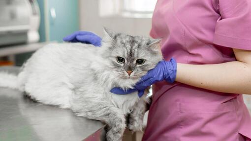 Vétérinaire inspectant le chat gris