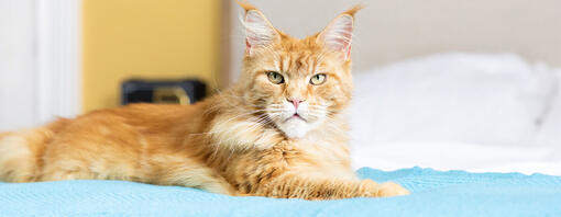 kat ligt op bed