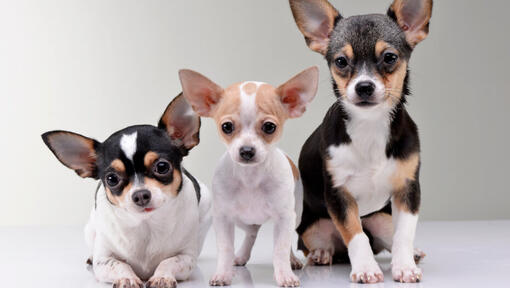 Drie Chihuahuas