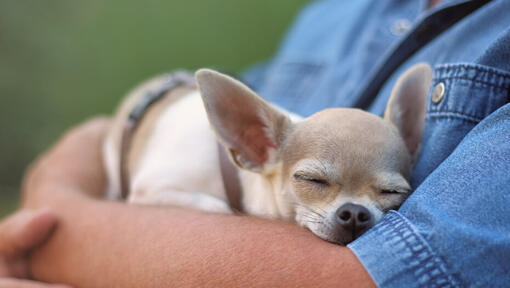 Chihuahua dormant sur les mains de l'homme.