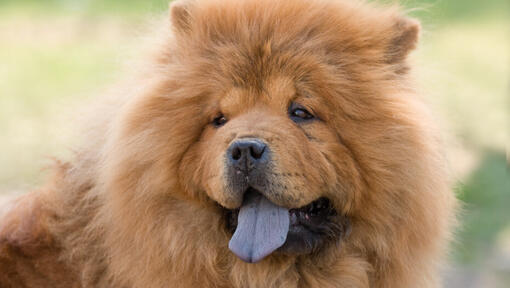 Chien Chow Chow de couleur crème