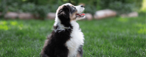 zittende puppy kijkt omhoog